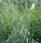 miniature panicum prairie sky