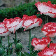 miniature papaver Place Pigalle 