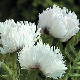 miniature papaver white ruffles 