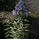 miniature phlox creme de menthe 
