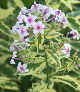 miniature phlox nora leigh 