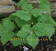 Photo miniature Podophyllum chinensis