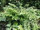 miniature Polystichum Herrenhaussen