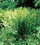 miniature Polystichum munitum