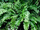 miniature Polystichum polyblepharum