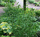 miniature Polygonatum tenuifolia 