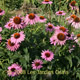miniature Echinacea Ruby Giant 