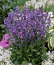 miniature salvia rhapsody in blue 