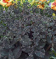 miniature sedum black jack 