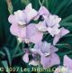photo miniature M. Louise michie