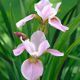 photo miniature Pink Haze