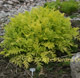 miniature tanacetum isla gold