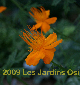 miniature Trollius Golden Queen