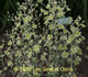 Photo miniature Zigadenus elegans