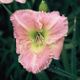 miniature Blush of Innocence
