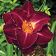 miniature Burgundy Love