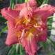 miniature Diane Taylor