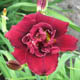 miniature Double Red Royal