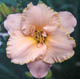 miniature Elisabeth's Dream