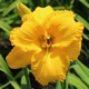 miniature Encore Belle