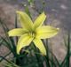 miniature Green Dragon