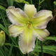miniature Harmonie