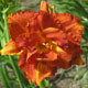 miniature Mary Brown