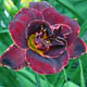 miniature Night Embers