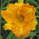miniature Orange Nassau