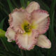 miniature Pink Intrigue