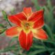 miniature Red Twister