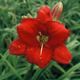 miniature Rooten Tooten Red