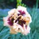 miniature Roswitha
