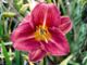 miniature Rosy Returns