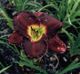 miniature Ruffled Royalty