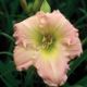 miniature Surprizingly Pink