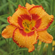 miniature Vague Orange