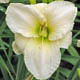 miniature White Hot