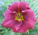 miniature siloam grace stamile 