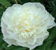  miniature Camellia White