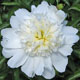  miniature Charlie s White