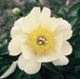  miniature Clair de Lune
