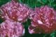  miniature Edulis Superba