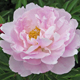  miniature Extra Sweet Pink