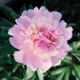  miniature Fairy s Petticoat