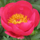  miniature Flame