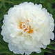 miniature Fringed Ivory
