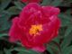  miniature Fuchsia Jazz