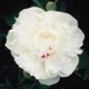  miniature Gardenia