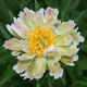  miniature Green Lotus